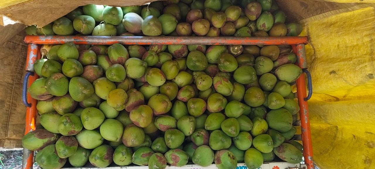 Our vehicle being loaded with coconuts before dispatch